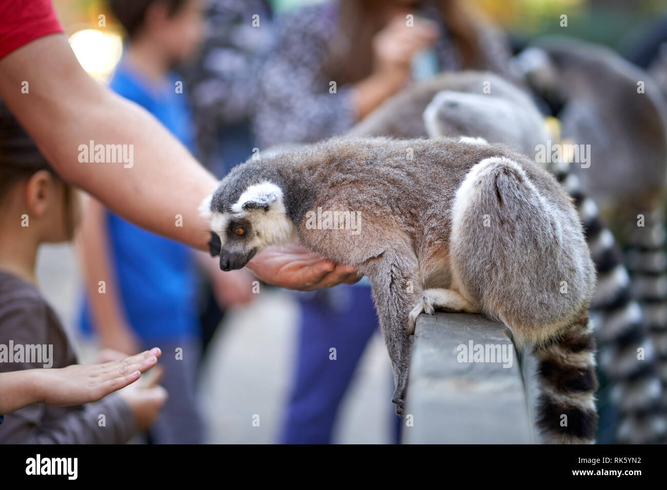 Feeding and petting lemurs in the zoo Stock Photo