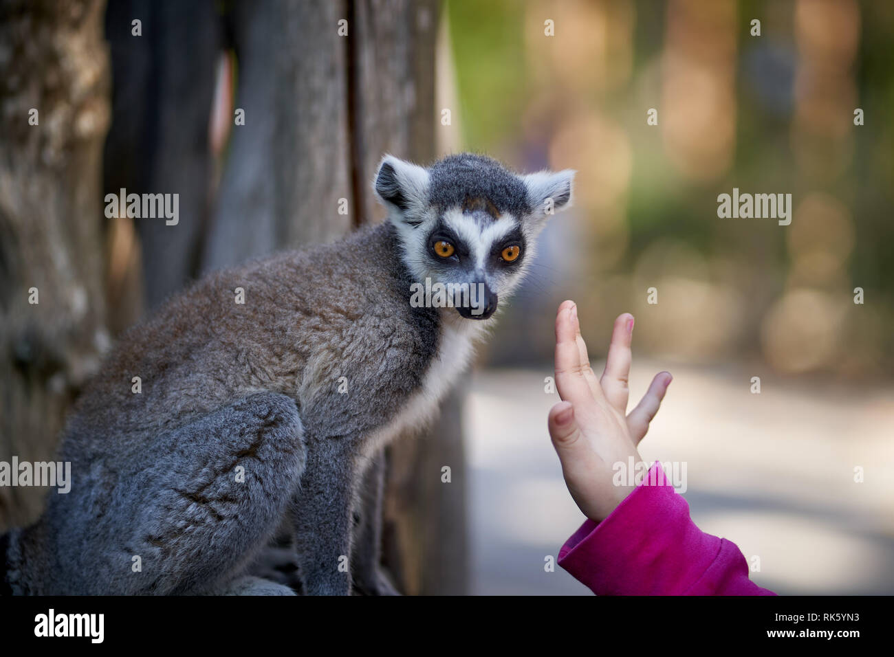 Feeding and petting lemurs in the zoo Stock Photo