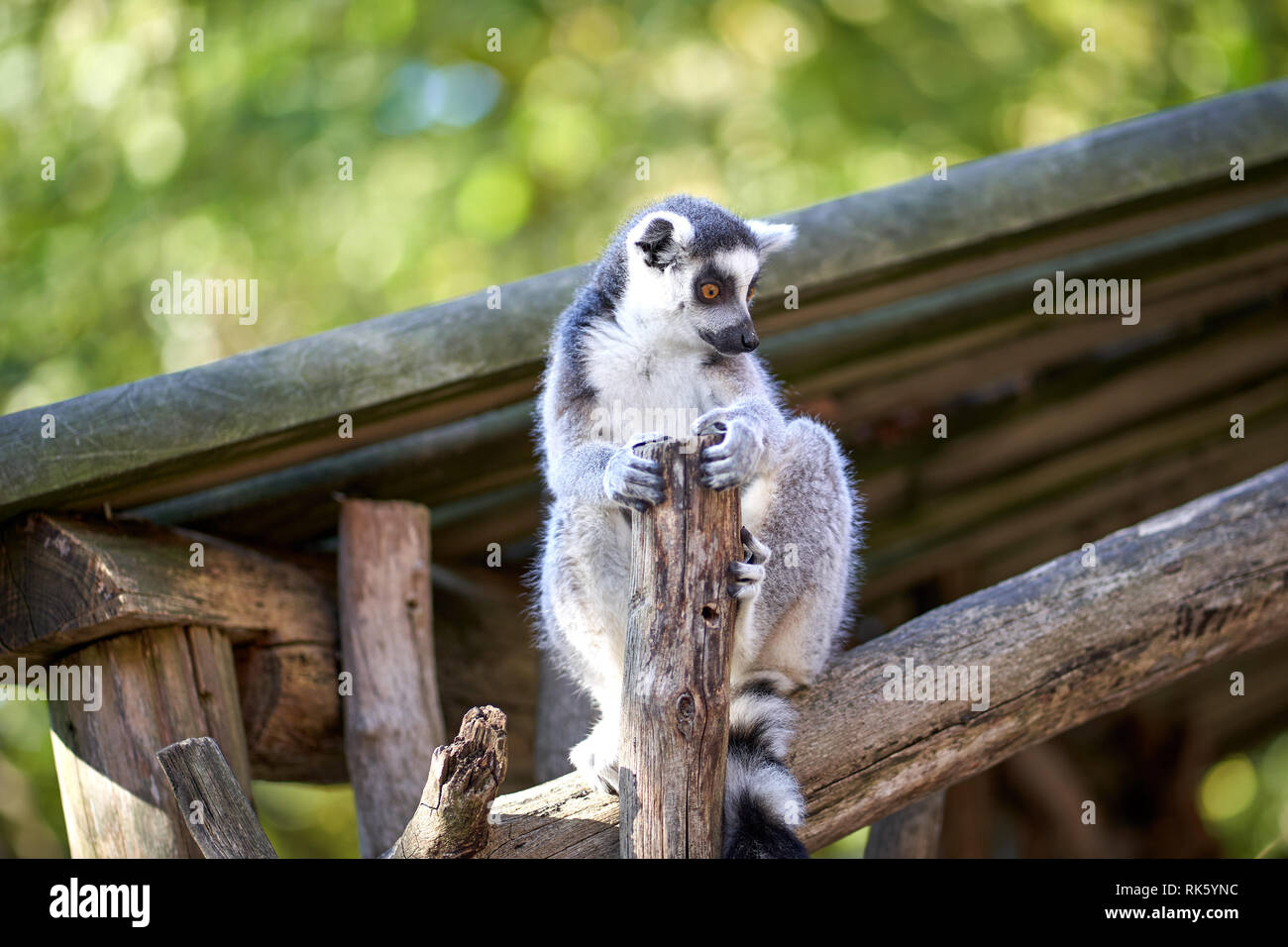 Lemur in the park Stock Photo