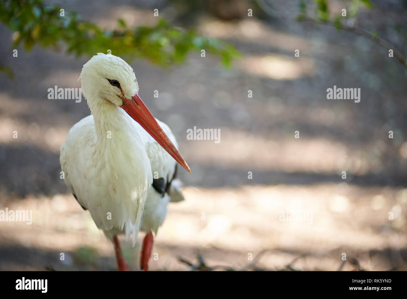 Stork in the park on a sunny day Stock Photo