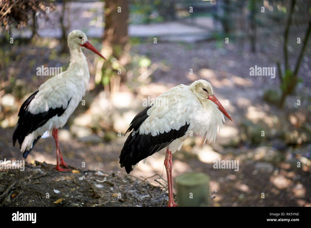 Stork in the park on a sunny day Stock Photo