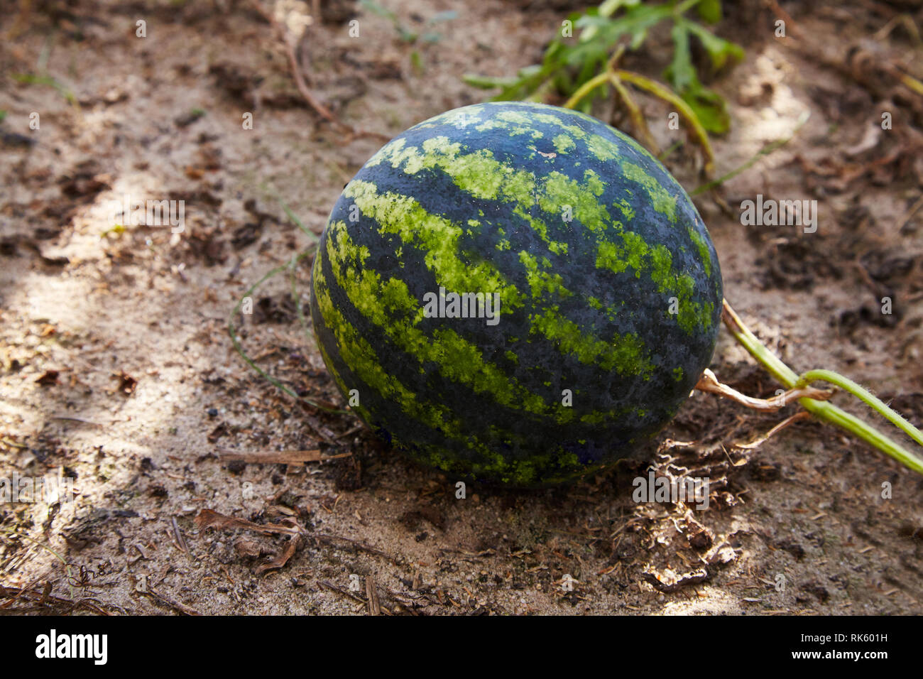 Watermelon (Citrullus lanatus)  growing in the  vegetable garden in the sun lights Stock Photo