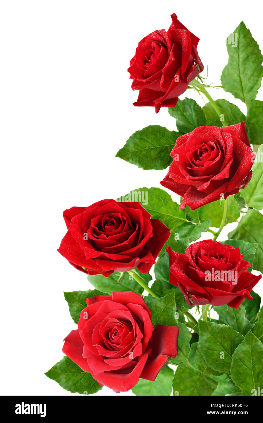 Three red rose flowers in a corner isolated on white background Stock Photo  - Alamy