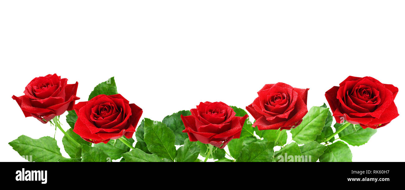 Closeup of red rose flowers isolated on white background Stock Photo ...