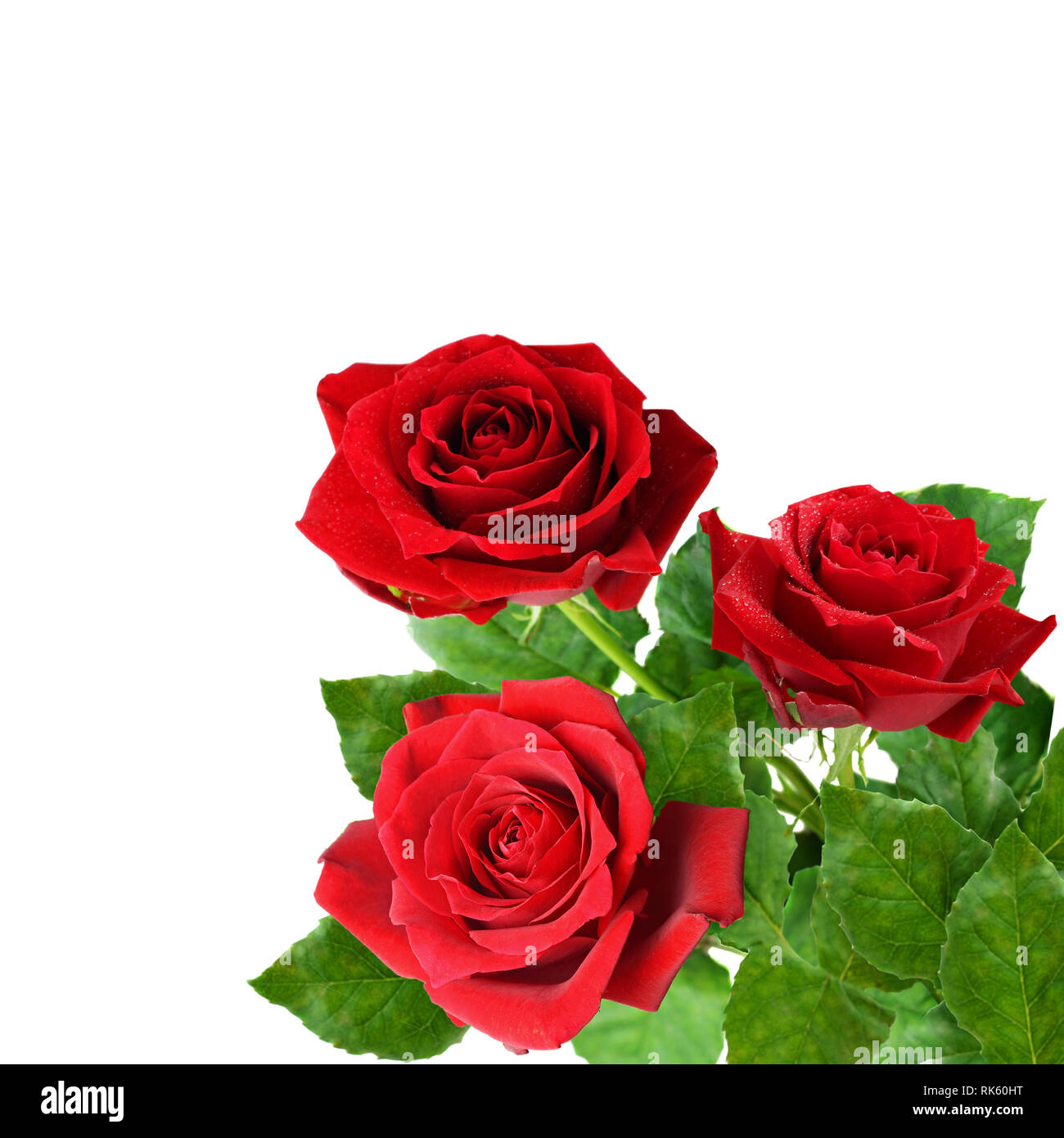 Three red rose flowers in a corner isolated on white background Stock ...