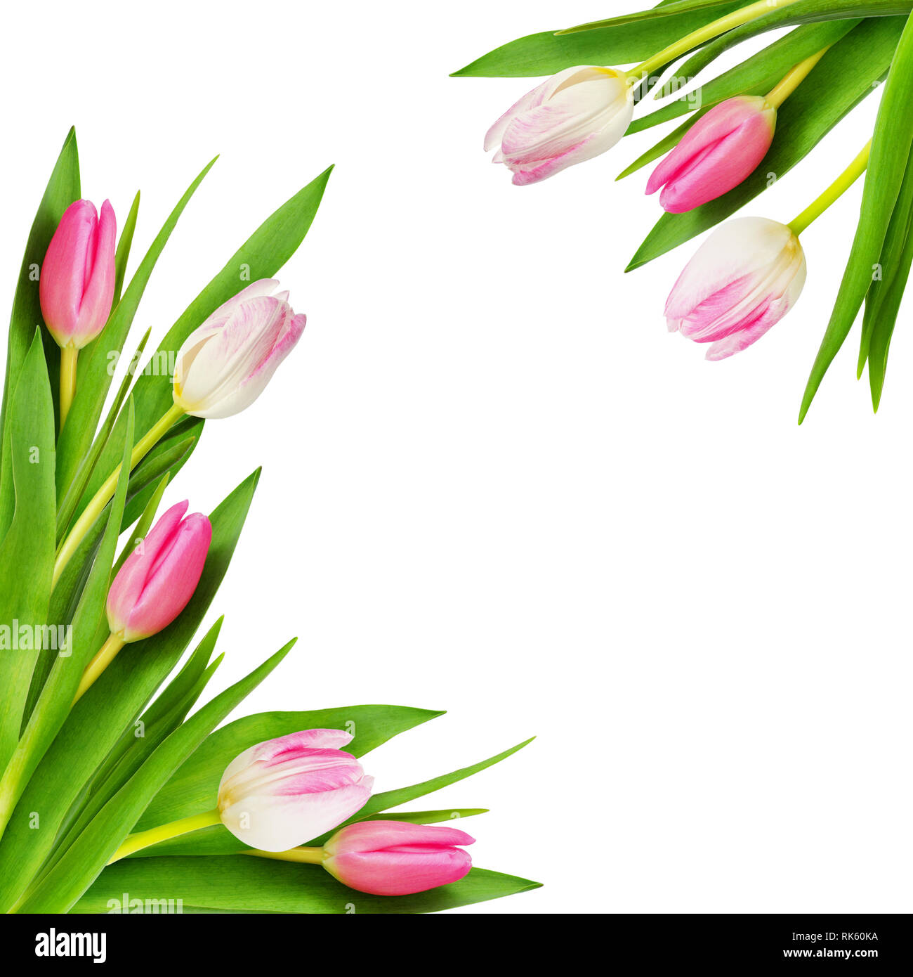 Pink and white tulip flowers corners isolated on white Stock Photo - Alamy