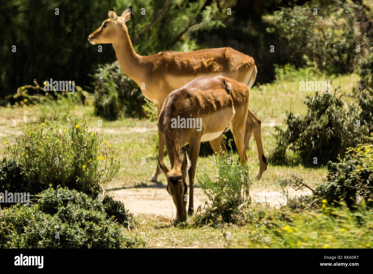 Africa africaine hi-res stock photography and images - Alamy