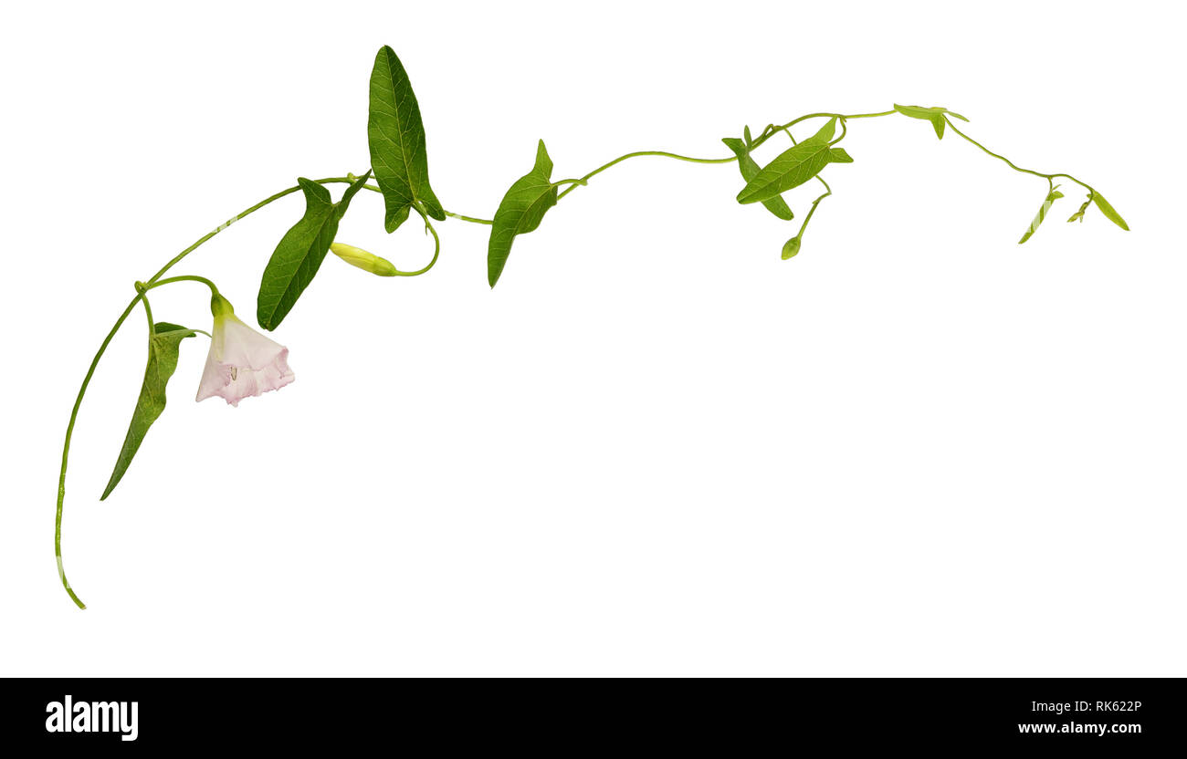 Bindweed twig with green leaves and pink flower isolated on white Stock Photo