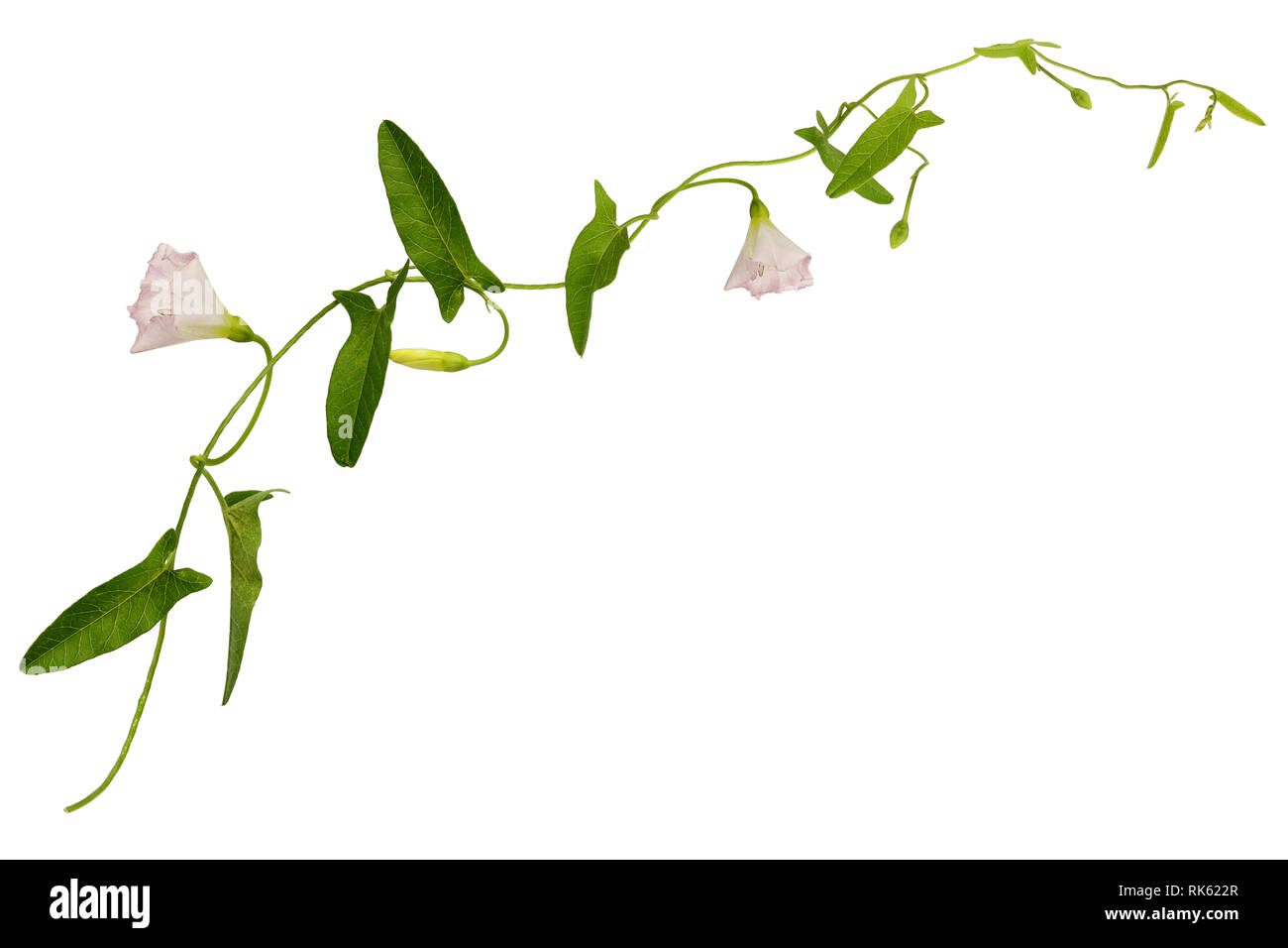 Bindweed flowers and leaves sprig isolated on white Stock Photo
