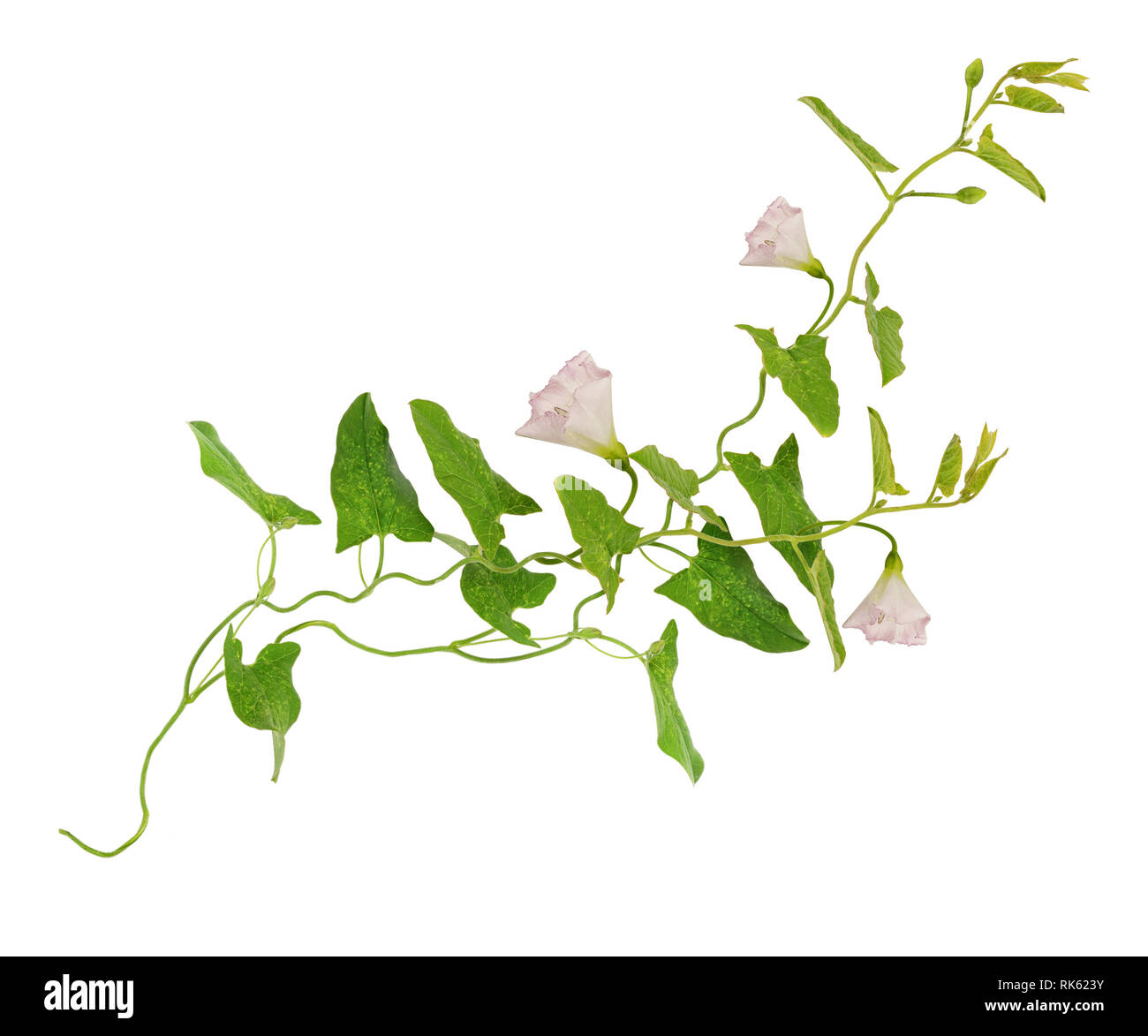 Bindweed flowers and leaves sprigs isolated on white Stock Photo