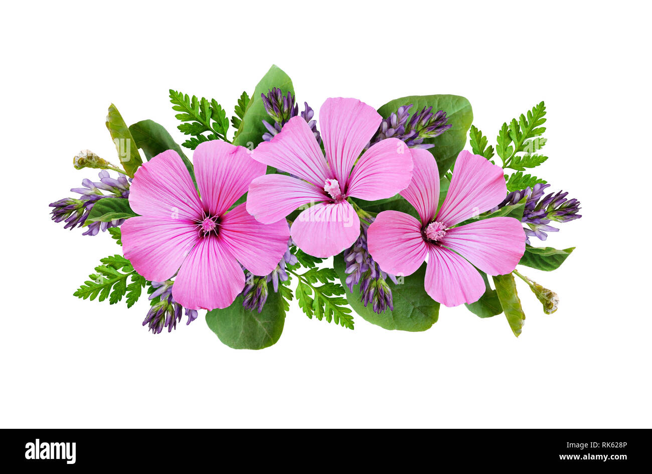 Purple flowers green leaves hi-res stock photography and images - Alamy