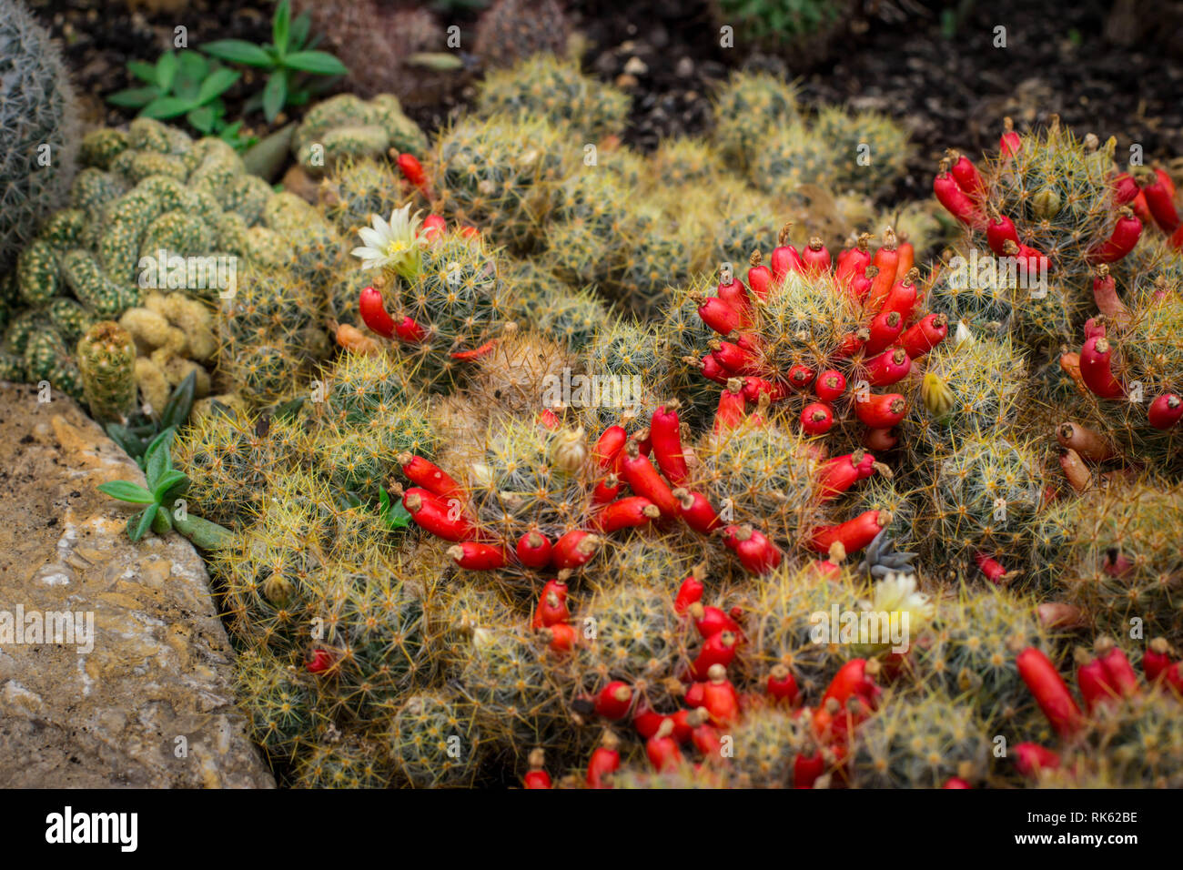Common cacti Mammillaria prolifera with flowers and red fruits Stock Photo