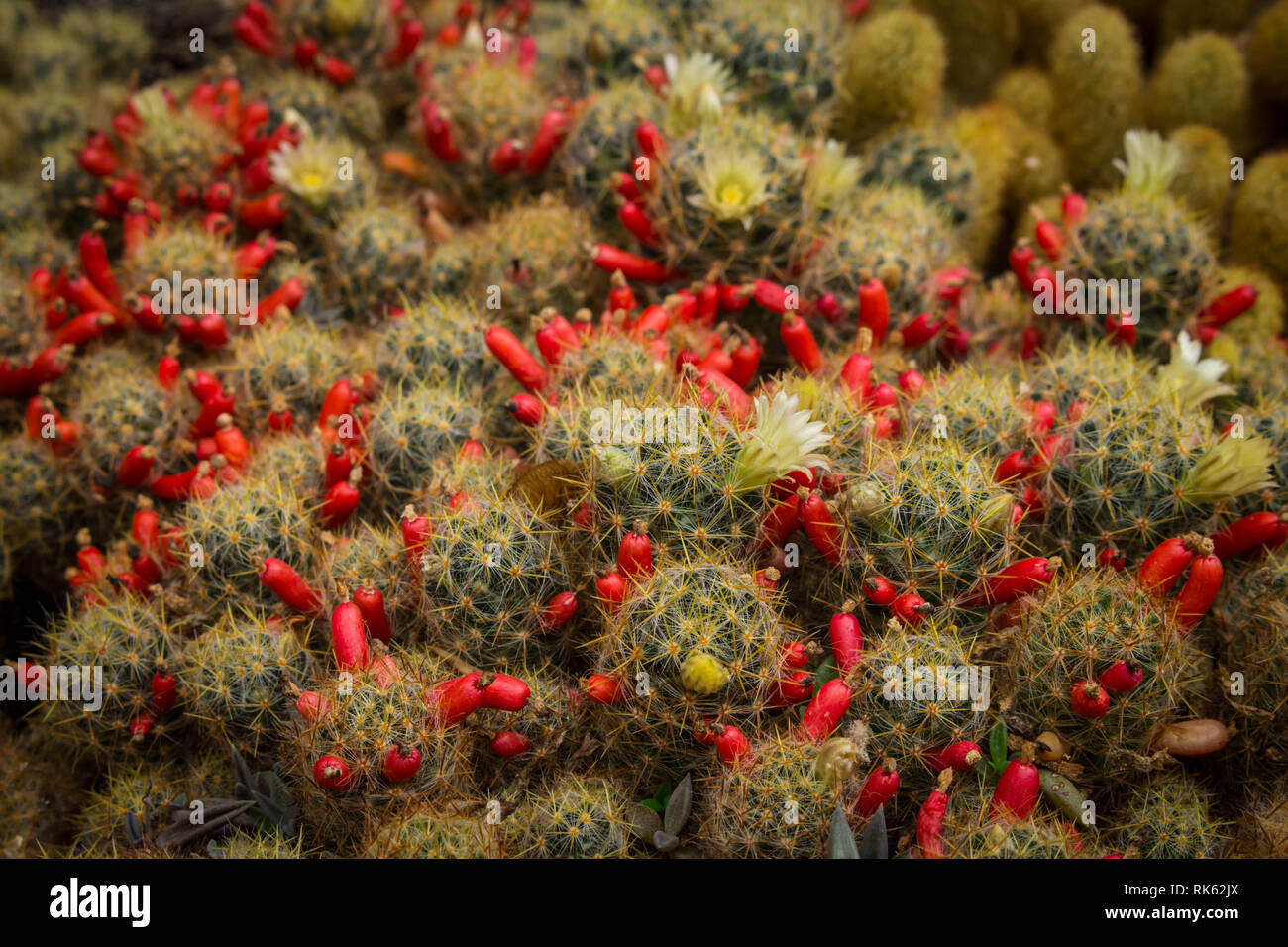 Common cacti Mammillaria prolifera with flowers and red fruits Stock Photo