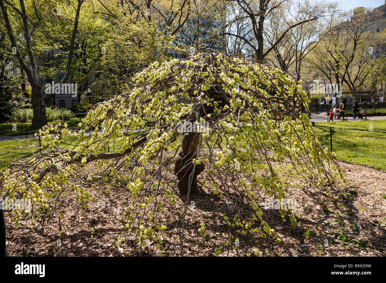 Camperdown Elm Tree, Central Park, New York City, USA Stock Photo Alamy