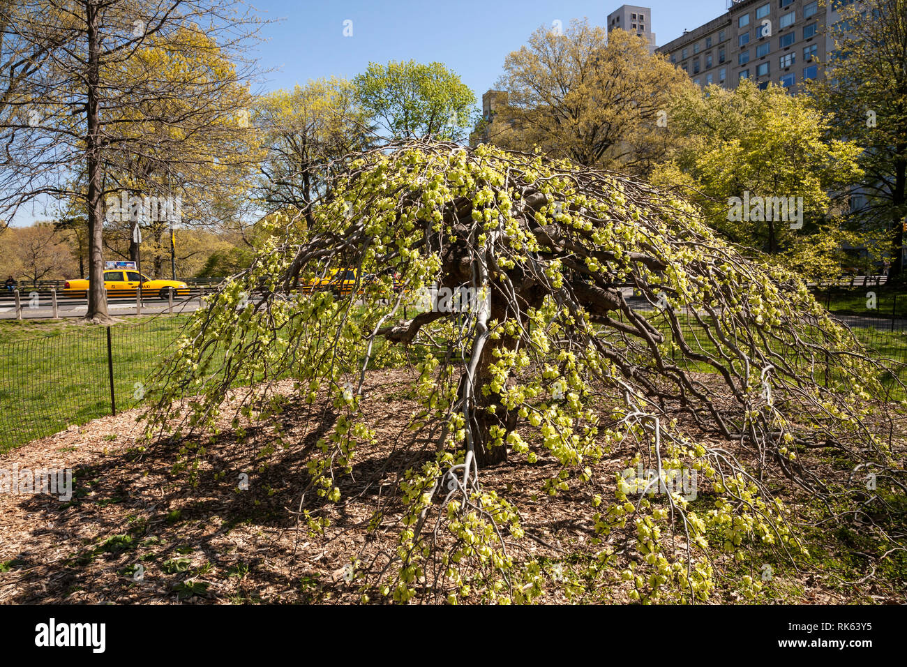 Camperdown Elm Tree, Central Park, New York City, USA Stock Photo - Alamy