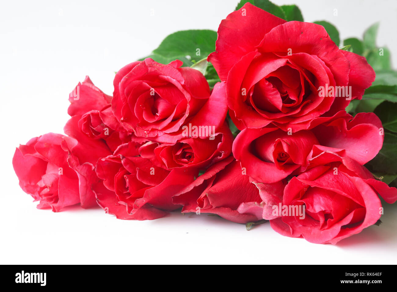 Beautiful rose flower isolated on white background Stock Photo - Alamy