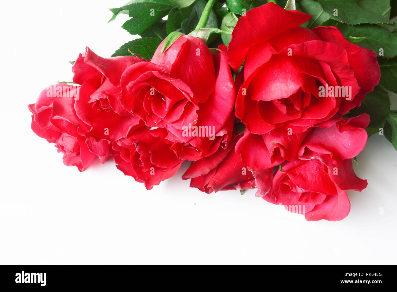 Beautiful rose flower isolated on white background Stock Photo - Alamy