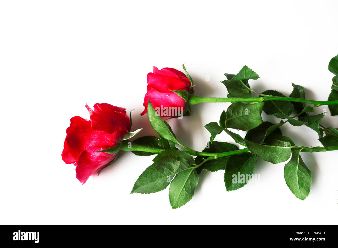 Beautiful rose flower isolated on white background Stock Photo - Alamy