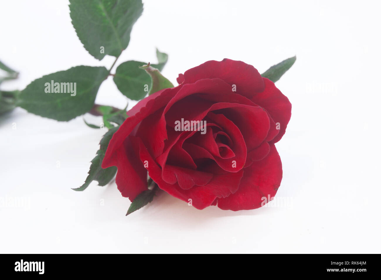 Beautiful rose flower isolated on white background Stock Photo - Alamy