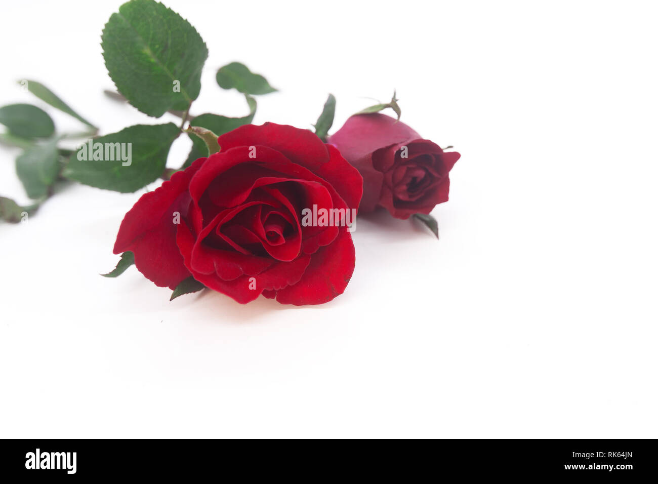 Beautiful rose flower isolated on white background Stock Photo - Alamy