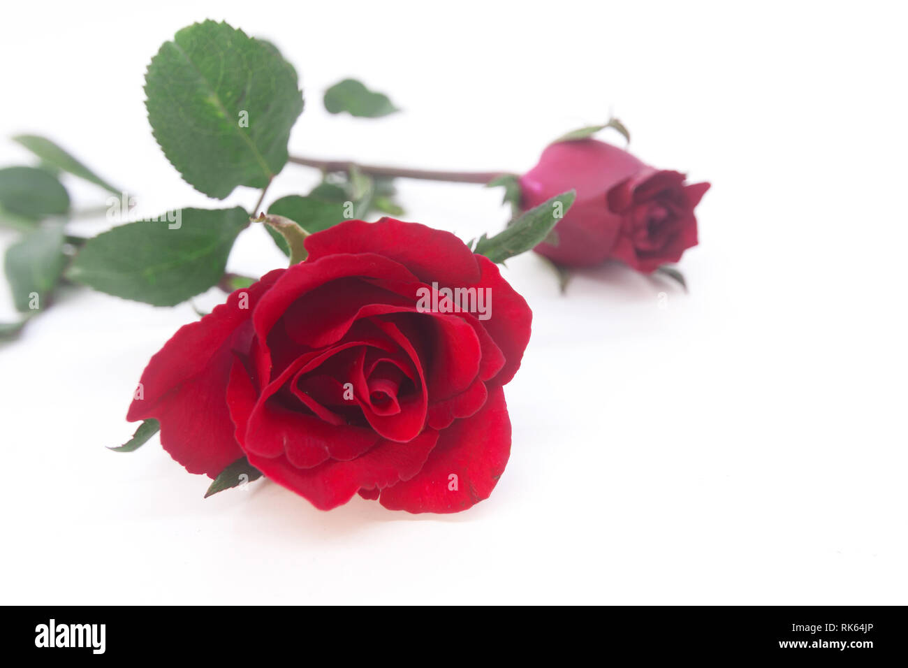 Beautiful rose flower isolated on white background Stock Photo - Alamy