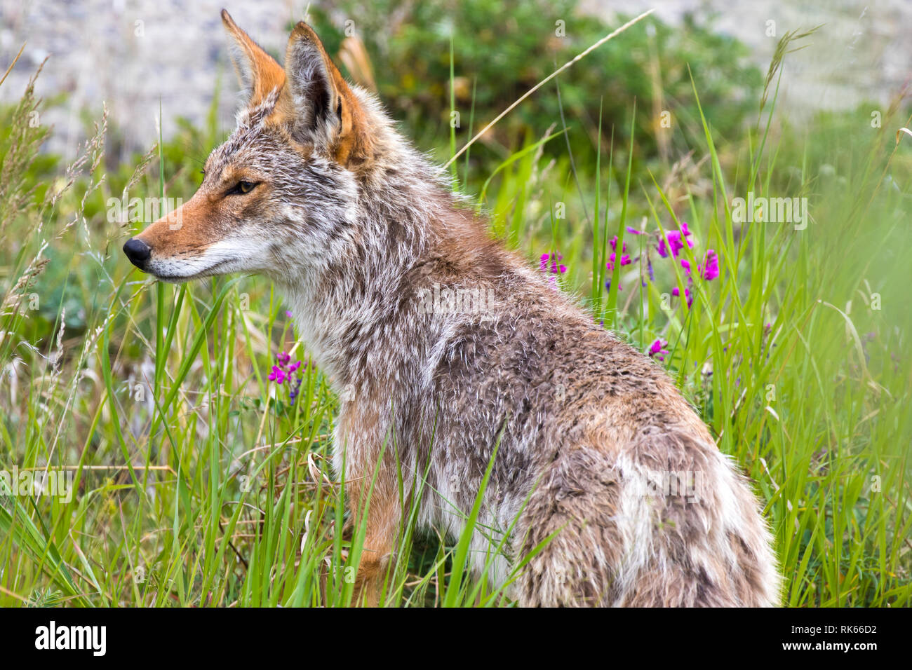 Coyote in The Yukon Territories Canada Stock Photo