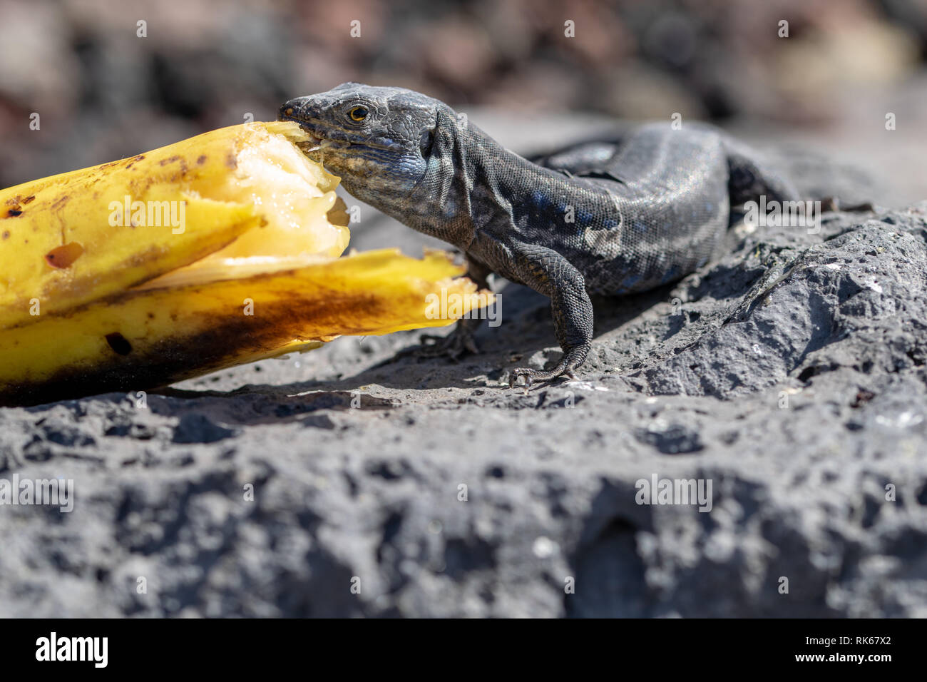 La Palma Lizard (Gallotia galloti palmae) eating a discarded banana Stock Photo Alamy