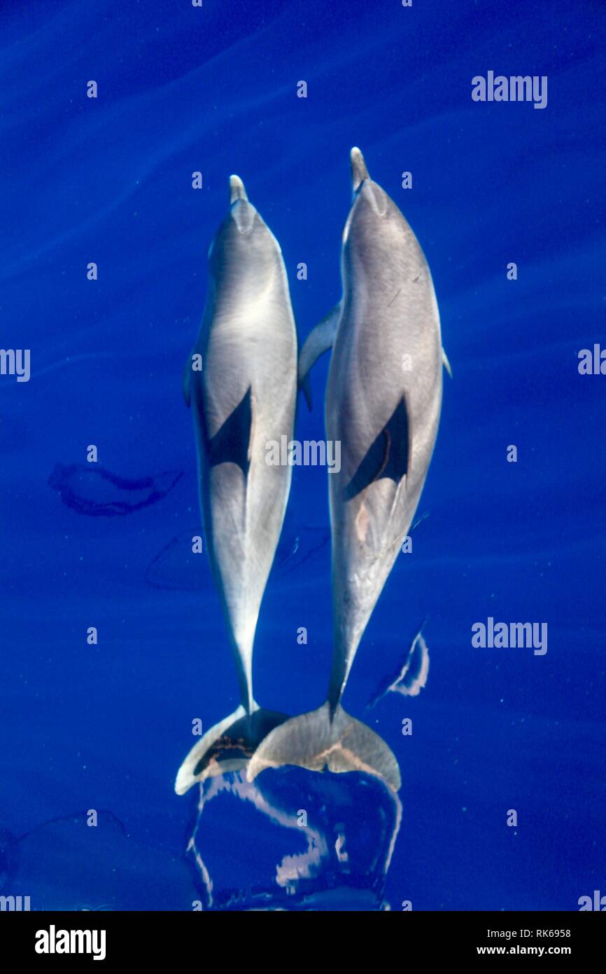 Atlantic Spotted Dolphins, as seen from whale watching boat, Canary Islands. Stock Photo