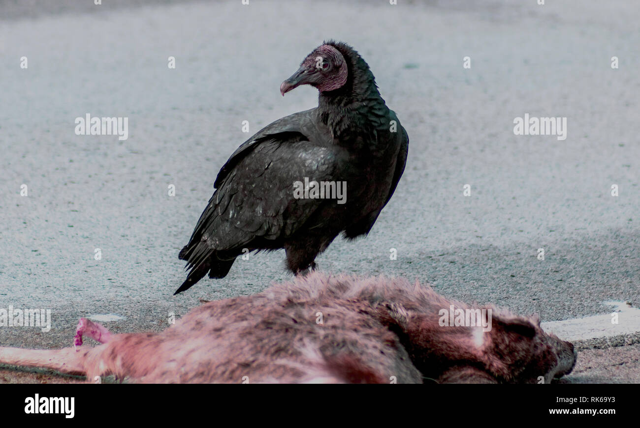 Black Vulture Feeding Stock Photo
