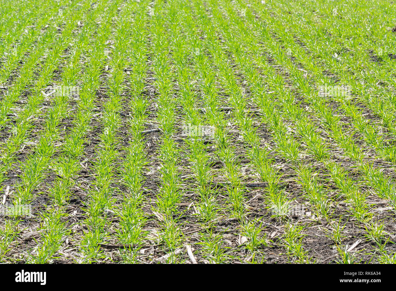 Fall Wheat Spring landscape fall wheat hi-res stock photography and images - Alamy