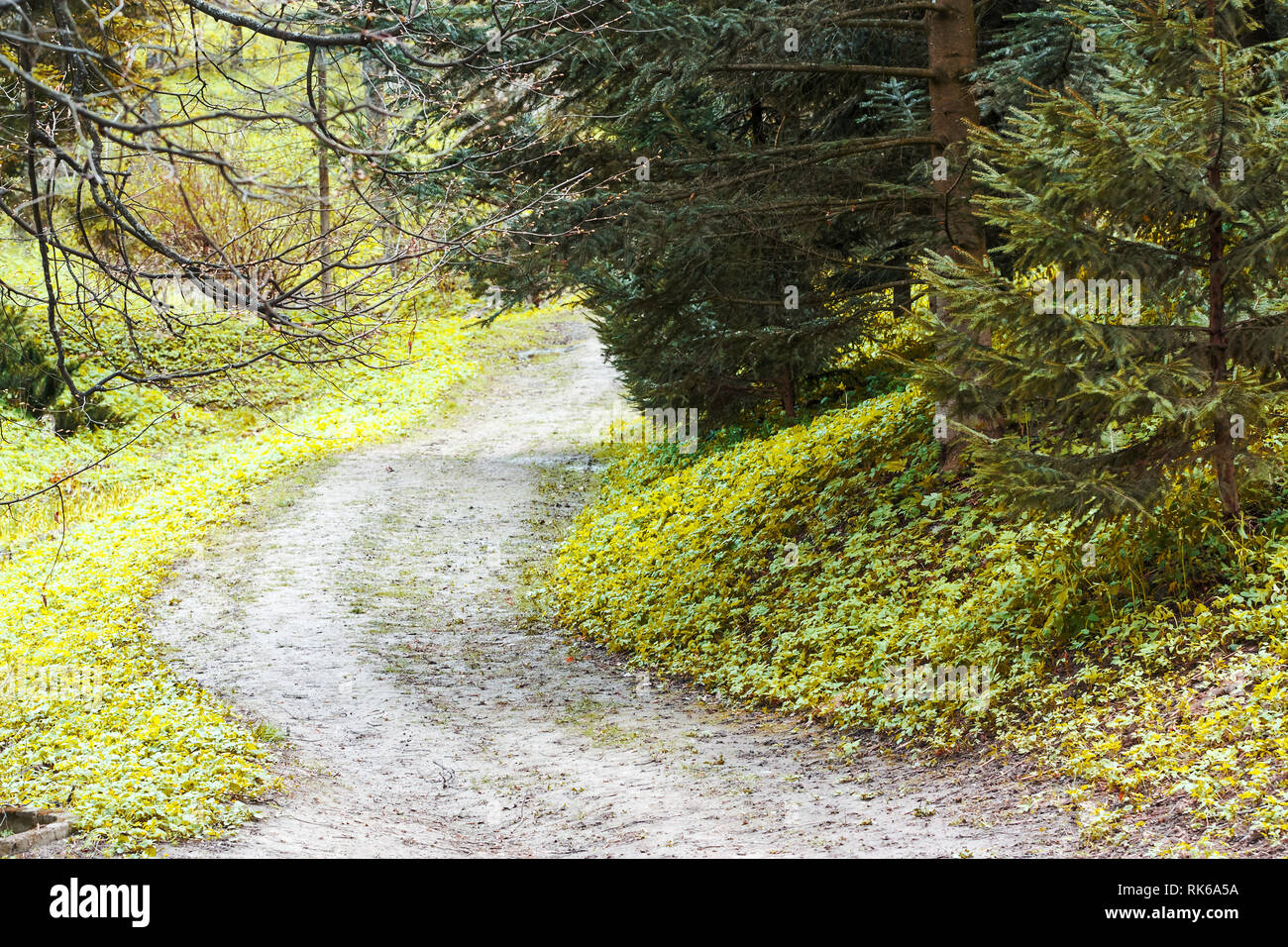 Spring nature park landscape with trees and footpath Stock Photo - Alamy
