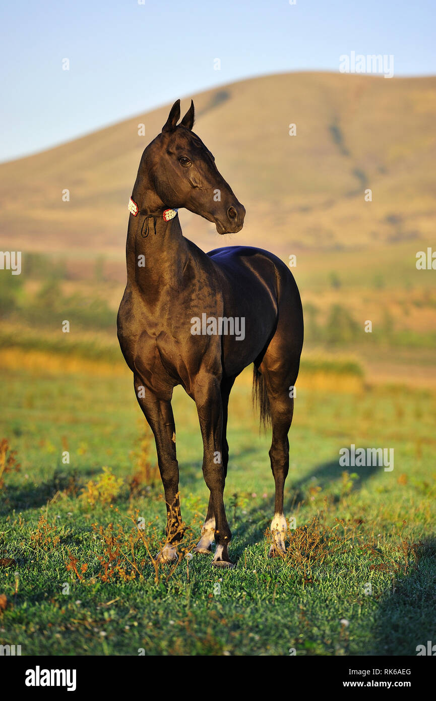 Slim black Akhal Teke stallion standing in the field. Vertical,portrait, front view. Stock Photo