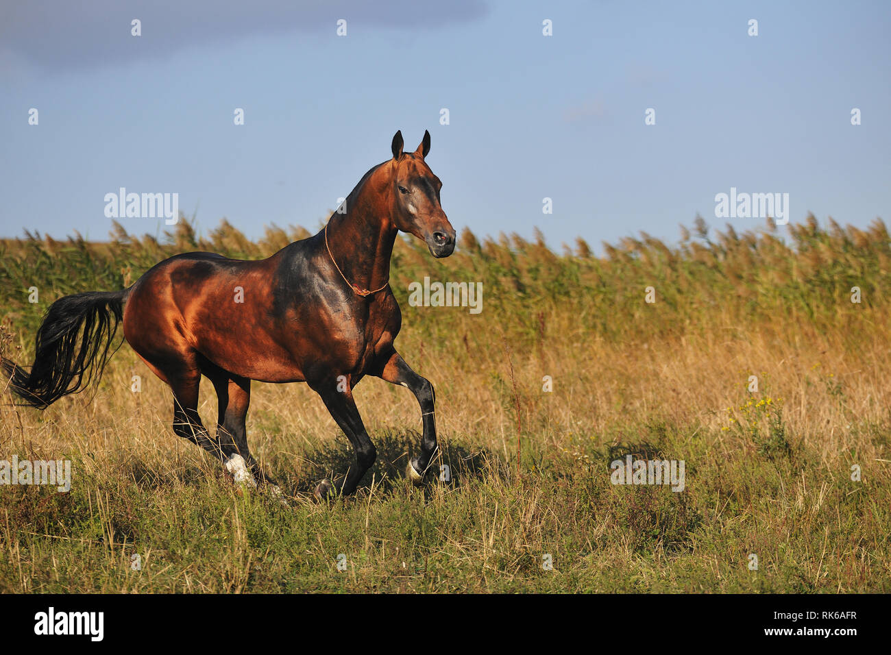 Bay powerful Akhal-Teke galloping through the field in summer. Vertical, side view. Stock Photo