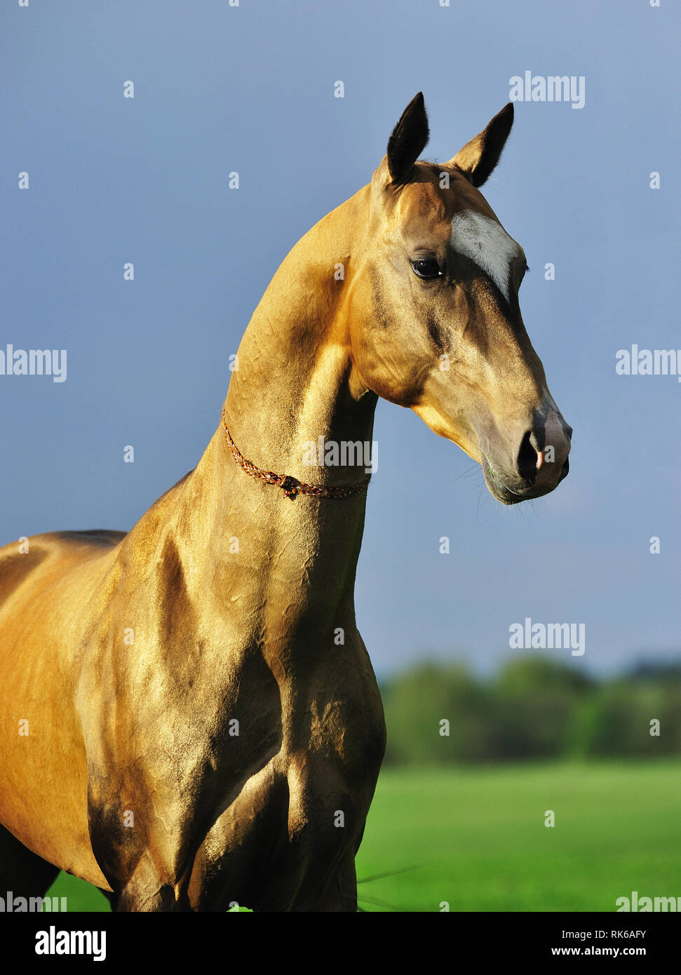 Portrait of a golden Akhal-Teke stallion out in the pasture. Vertical,sideways. Stock Photo