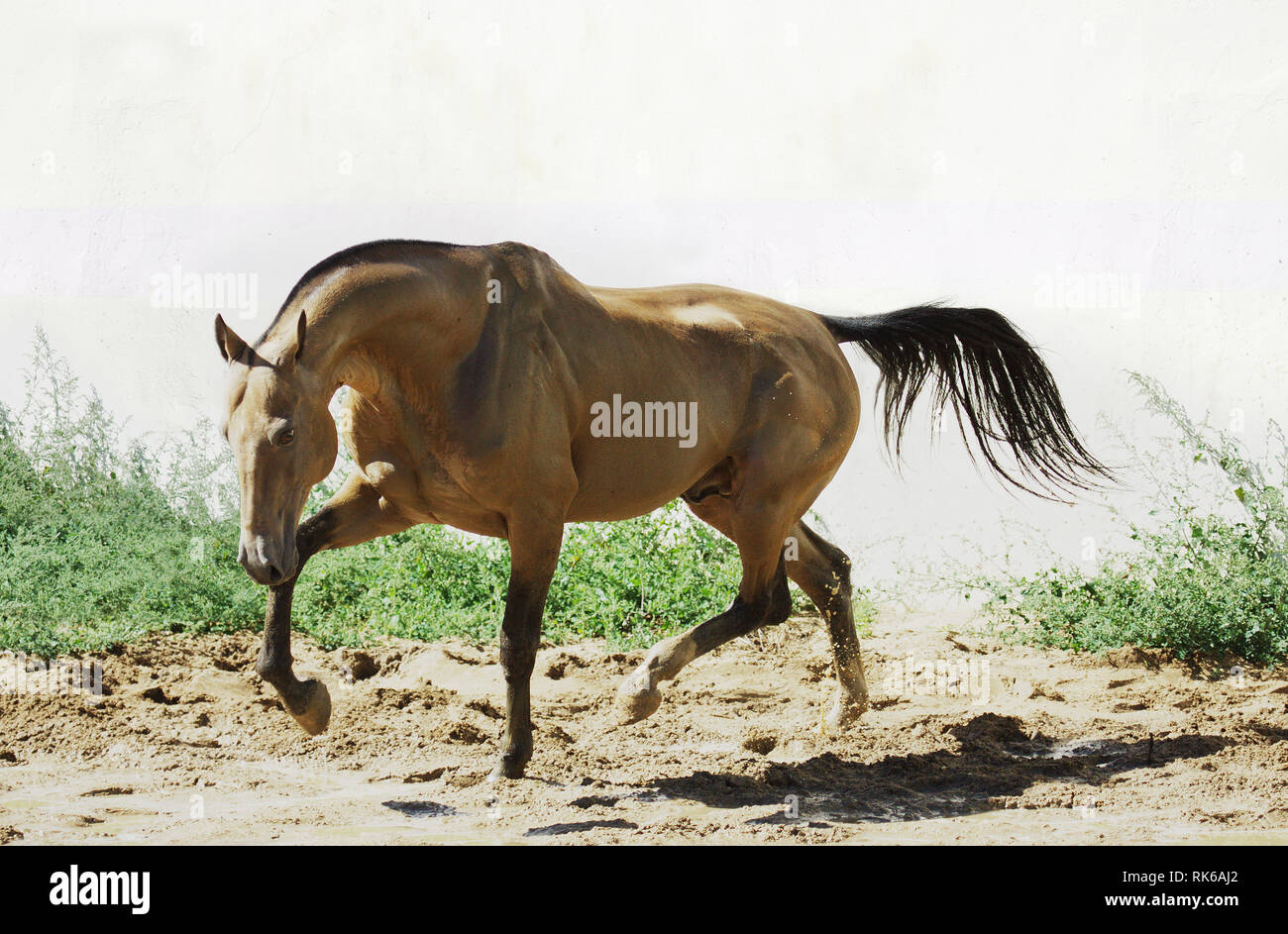 Athletic Akhal-Teke horse trotting in the paddock. Horizontal, sideways. Stock Photo