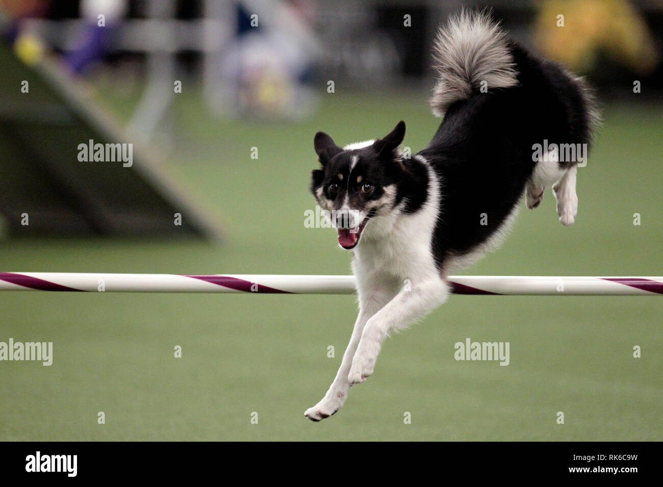 New York, USA. 09th Feb, 2019. Westminster Dog Show - Loa, an Icelandic Sheepdog, competing in the preliminaries of the Westminster Kennel Club's Master's Agility Championship. Credit: Adam Stoltman/Alamy Live News Stock Photo