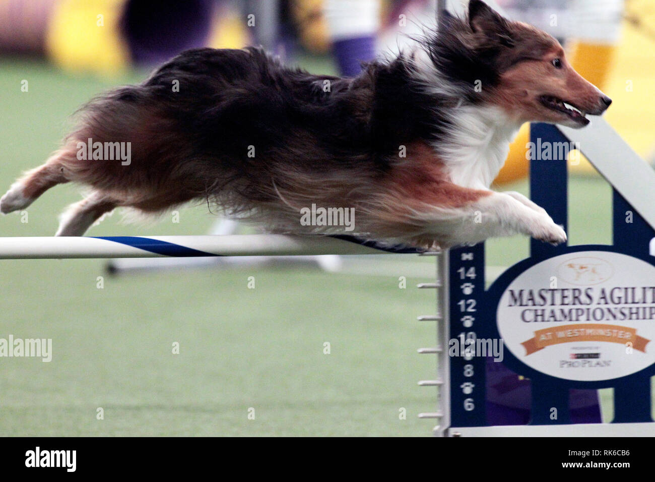 New York, USA. 09th Feb, 2019. Westminster Dog Show - Speedo, a Shetland Sheepdog, competing in the preliminaries of the Westminster Kennel Club's Master's Agility Championship. Credit: Adam Stoltman/Alamy Live News Stock Photo