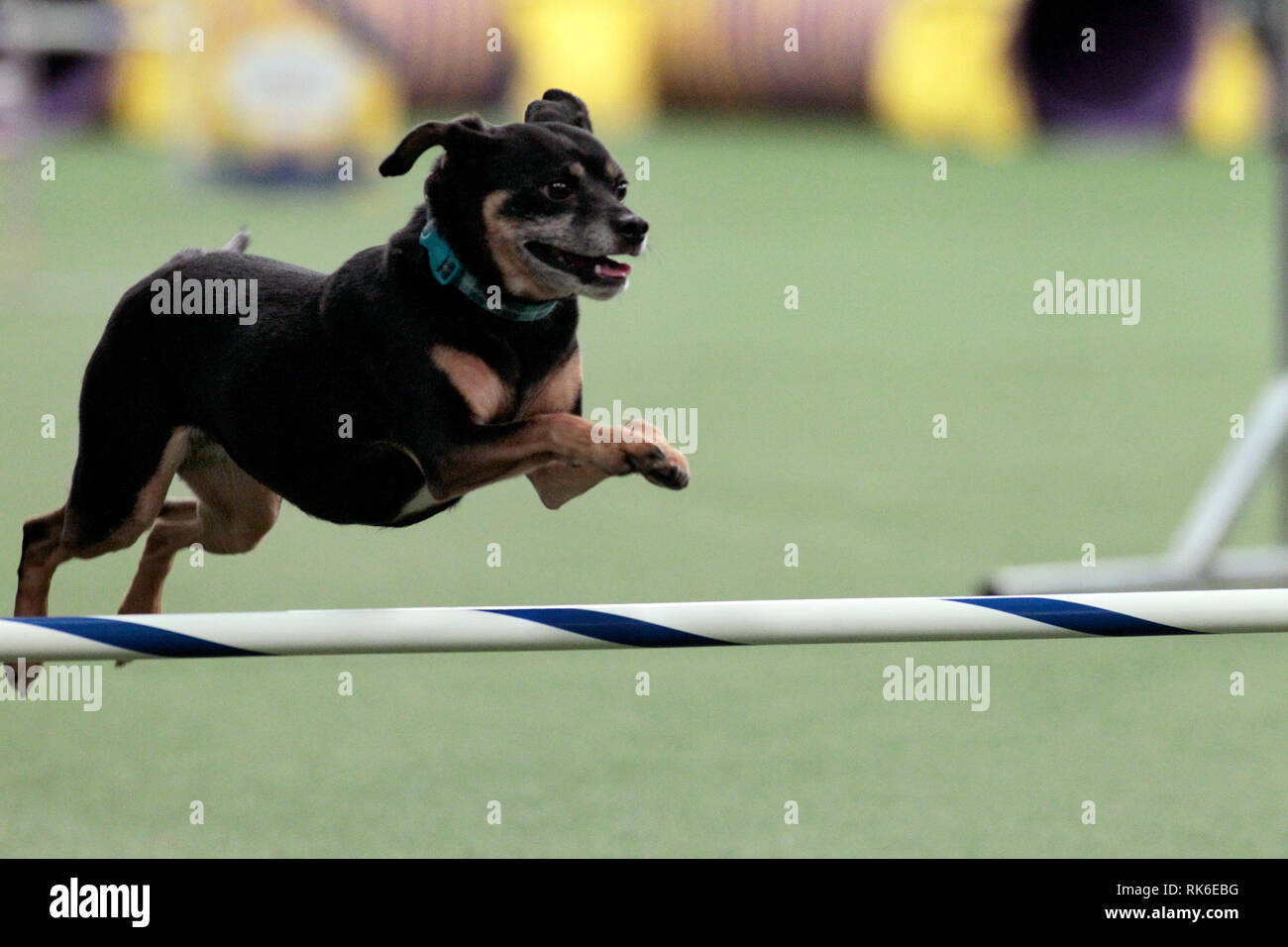 westminster dog show agility 2019