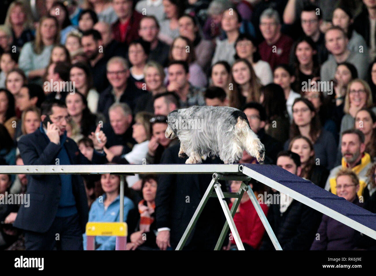 New York, USA. 9th Feb 2019. Autumn, an English Cocker Spaniel