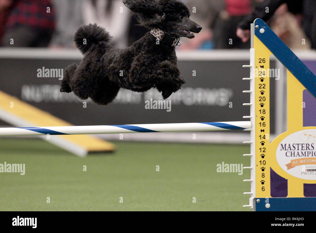 New York, USA. 9th Feb 2019. Oliver, A Poddle, competing in the preliminaries of the Westminster Kennel Club's Master's Agility Championship. Credit: Adam Stoltman/Alamy Live News Stock Photo