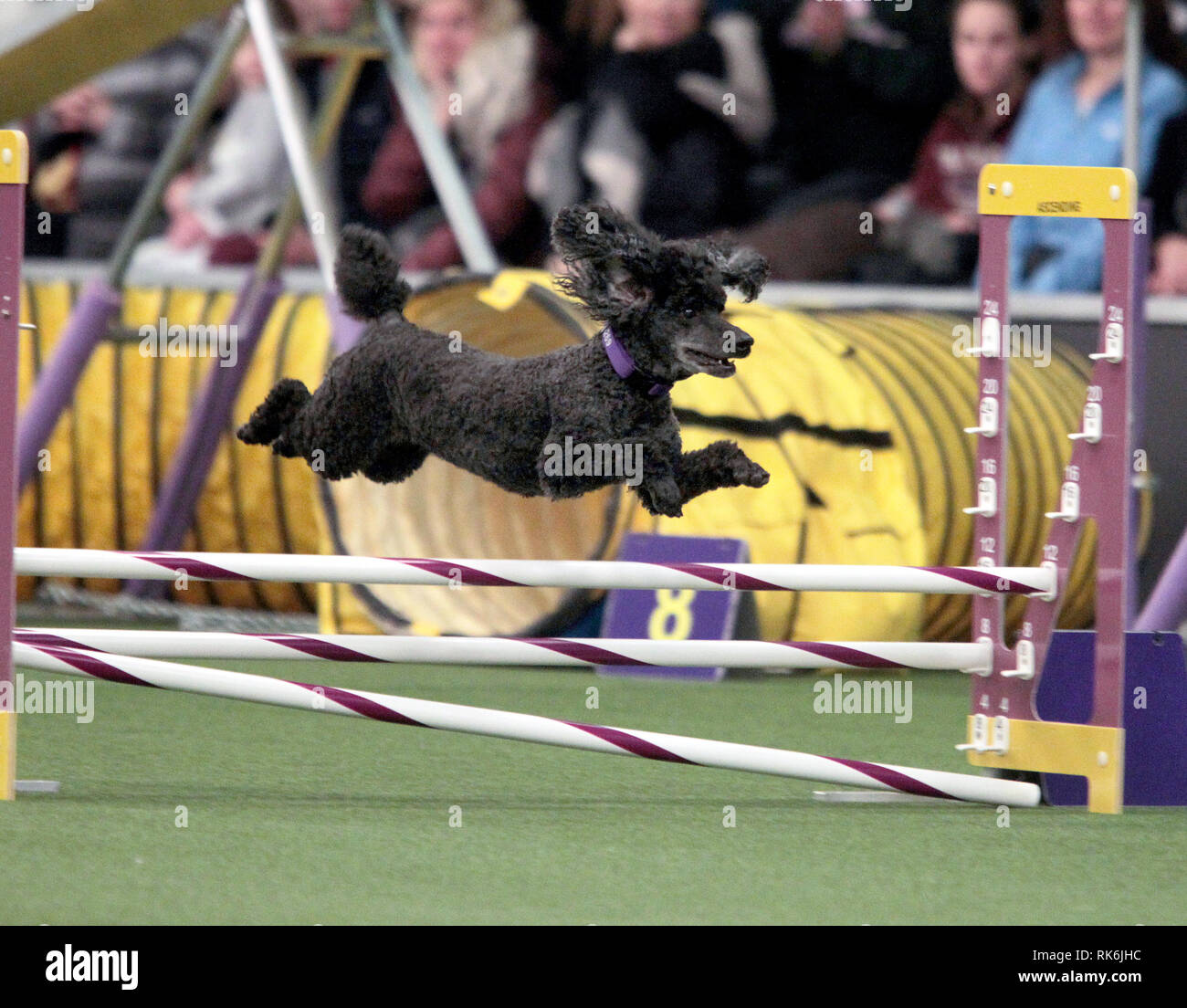 New York, USA. 9th Feb 2019. Chloe, A Poddle, competing in the preliminaries of the Westminster Kennel Club's Master's Agility Championship. Credit: Adam Stoltman/Alamy Live News Stock Photo