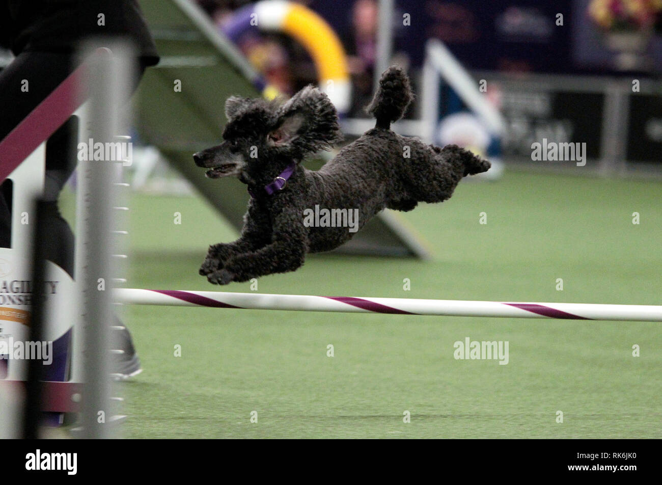 New York, USA. 9th Feb 2019. Chloe, A Poddle, competing in the preliminaries of the Westminster Kennel Club's Master's Agility Championship. Credit: Adam Stoltman/Alamy Live News Stock Photo