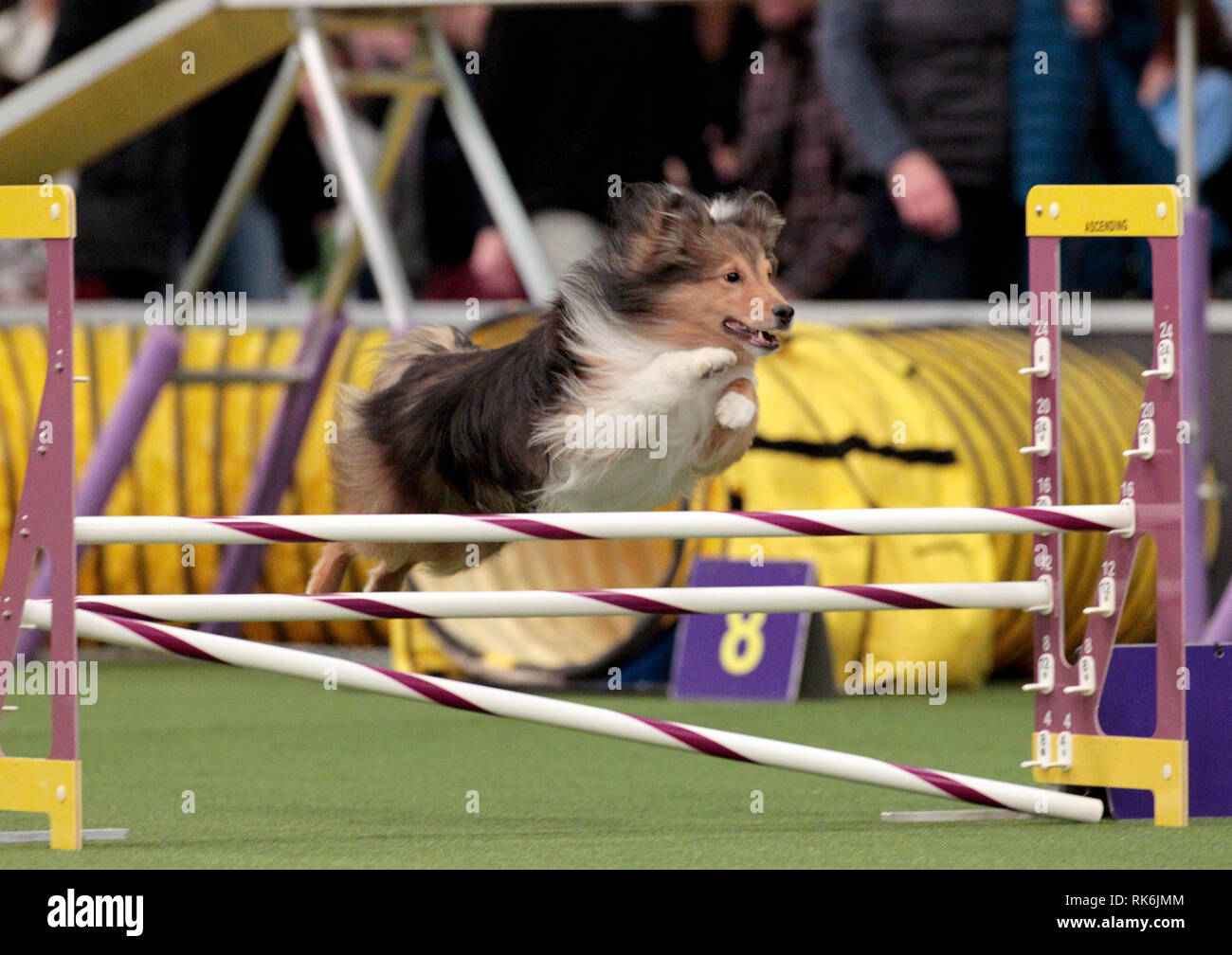 New York, USA. 9th Feb 2019. Tarzan, a Shetland Sheepdog, competing in the preliminaries of the Westminster Kennel Club's Master's Agility Championship. Credit: Adam Stoltman/Alamy Live News Stock Photo