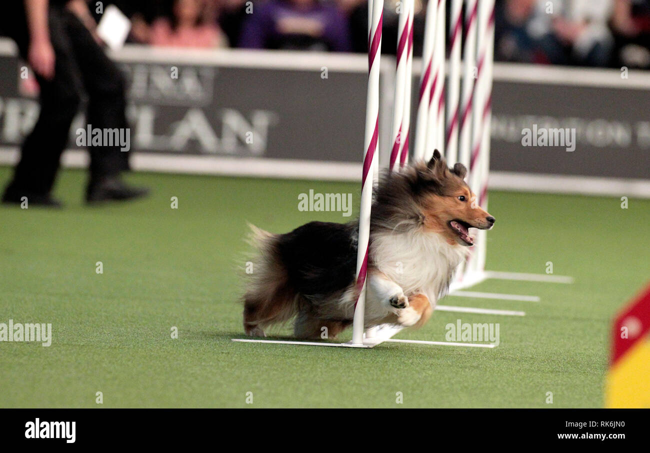 New York, USA. 9th Feb 2019. Tarzan, a Shetland Sheepdog, competing in the preliminaries of the Westminster Kennel Club's Master's Agility Championship. Credit: Adam Stoltman/Alamy Live News Stock Photo
