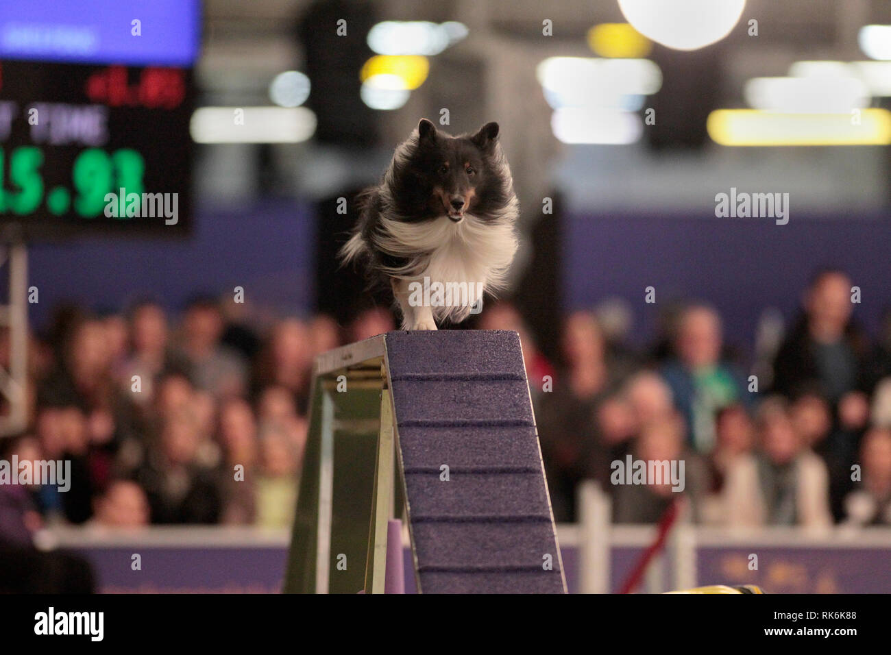 New York, USA. 9th Feb 2019. Boss, A Shetland Sheepdog, competing in the preliminaries of the Westminster Kennel Club's Master's Agility Championship. Credit: Adam Stoltman/Alamy Live News Stock Photo