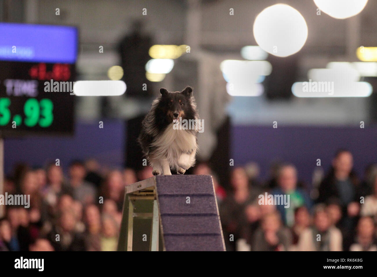 New York, USA. 9th Feb 2019. Boss, A Shetland Sheepdog, competing in the preliminaries of the Westminster Kennel Club's Master's Agility Championship. Credit: Adam Stoltman/Alamy Live News Stock Photo