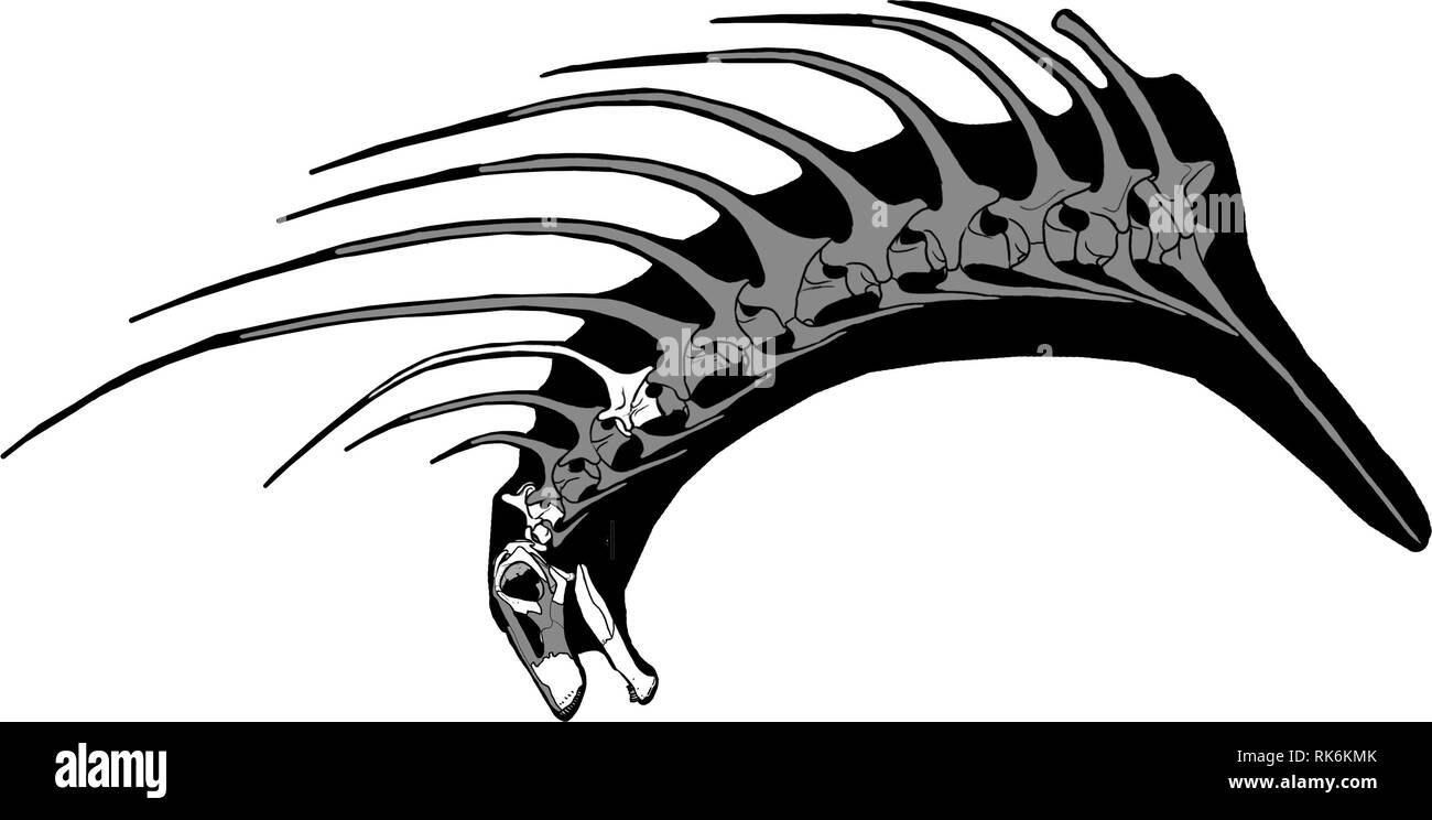 HANDOUT - 31 January 2019, ---: Illustration of the neck and head of Bajadasaurus pronuspinax, a previously unknown dinosaur species discovered in the Argentine region of Patagonia. The neck and skull reconstruction in the side view from the left shows preserved bones in white. (to dpa 'So far unknown dinosaur species discovered in Argentina' from 10.02.2019) Photo: Conicet/dpa - ATTENTION: Only for editorial use in connection with the current reporting and only with complete mention of the above credit Stock Photo