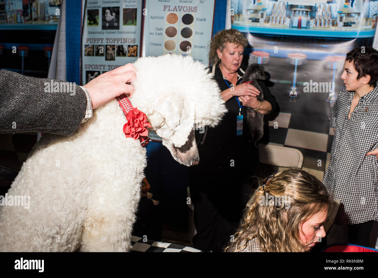 New York, USA. 9th Feb 2019.  Meet the Breeds, Westminster Dog Show, Pier 92, New York City. Credit: Valery Rizzo/Alamy Live News Stock Photo