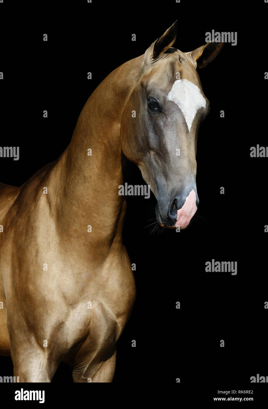 Portrait of a golden akhal teke stallion in three quarters view isolated on black background. Vertical photo. Stock Photo