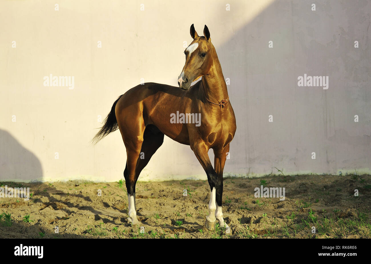 Golden Akhal-Teke stallion stands in the middle of paddock looking to the left. Horizontal photo, three quarters,white background. Stock Photo
